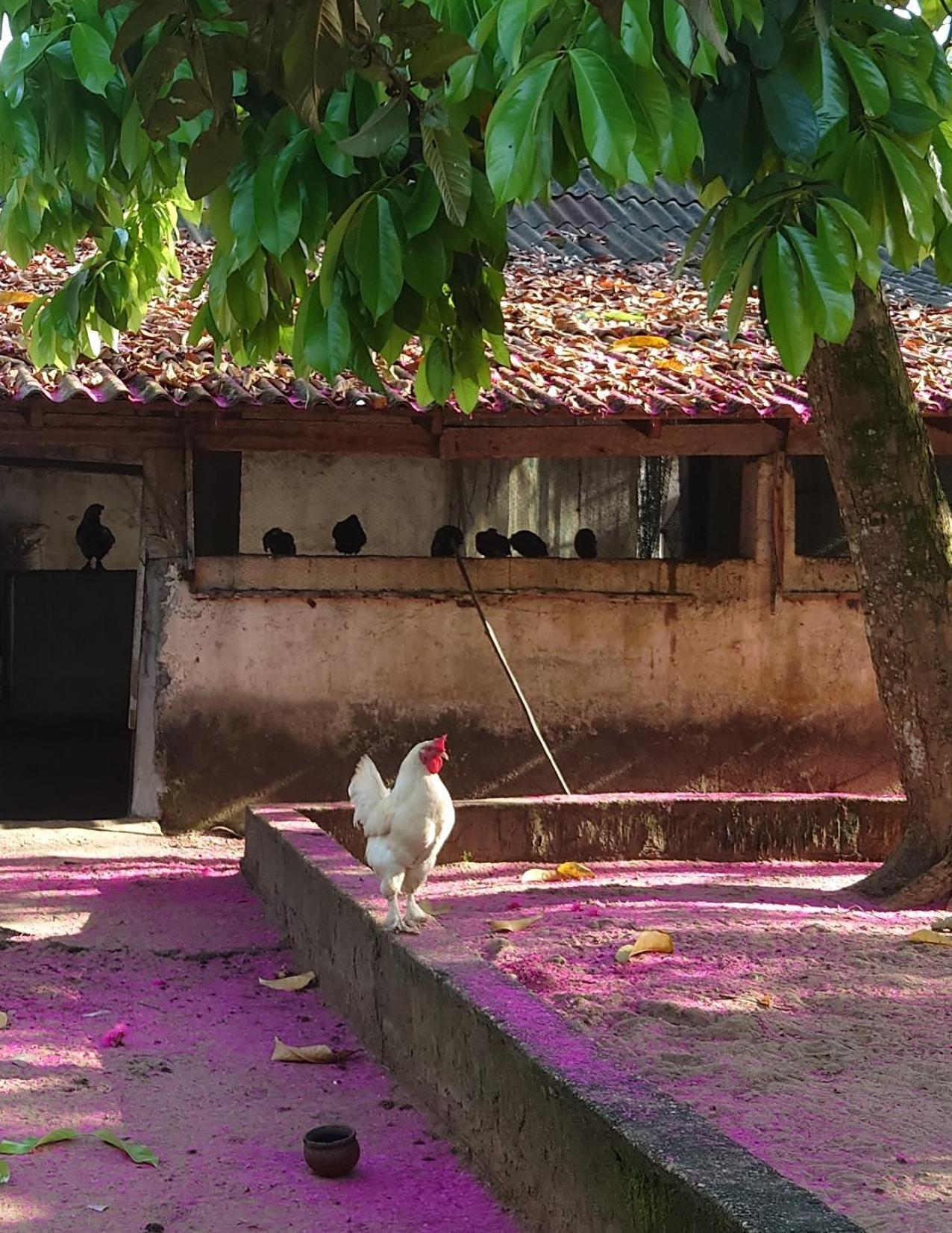Rundbungalow Auf Lionsrest Grand-Bassam エクステリア 写真